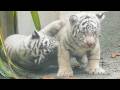 Tsuki & Shigure:💖Cute Chubby White Tiger Cubs Wrestling!😍