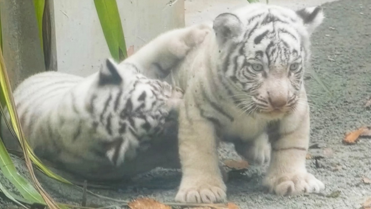 Tsuki & Shigure:💖Cute Chubby White Tiger Cubs Wrestling!😍