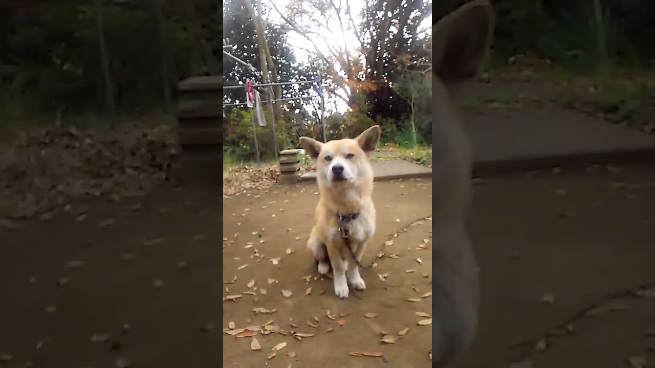 私になつかない実家の犬たち Youtube