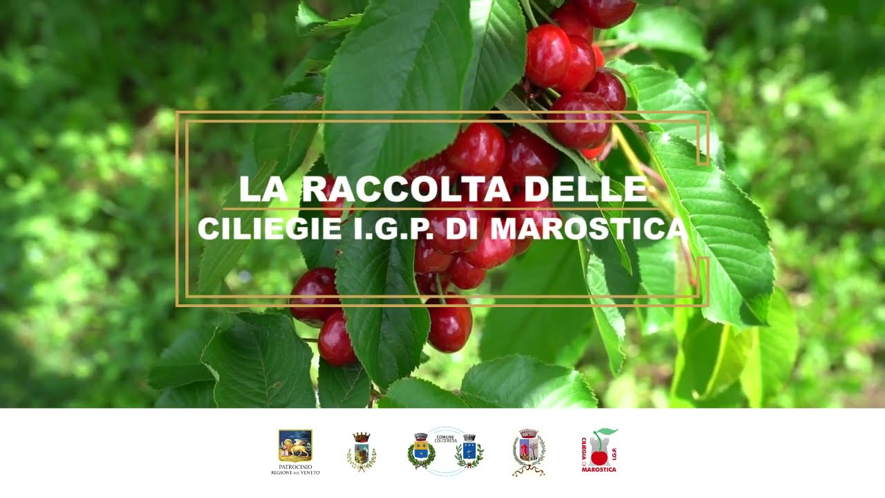 CILIEGIA IN FESTA - Corte Ciliegia