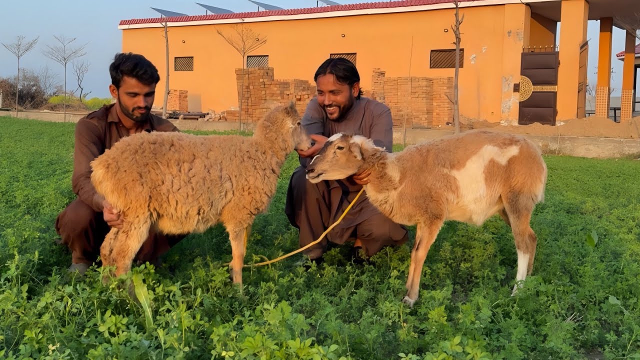 Dosto Ke Liye Bada Surprise! 😱 Urial Ke Liye Mil Gayi Uski Patner | Talha Ghouri Vlogs