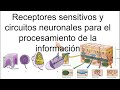 Receptores sensitivos, circuitos neuronales para el procesamiento de la información | Fisiología