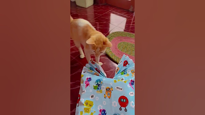 there are never many gifts #shorts  #funny  #cat #catsofinstagram