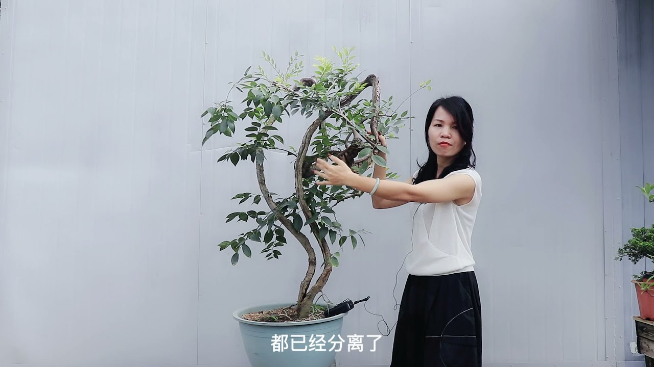 文人朴树改造一分为二，彻底切开变成二棵文人盆景，创造更高价值