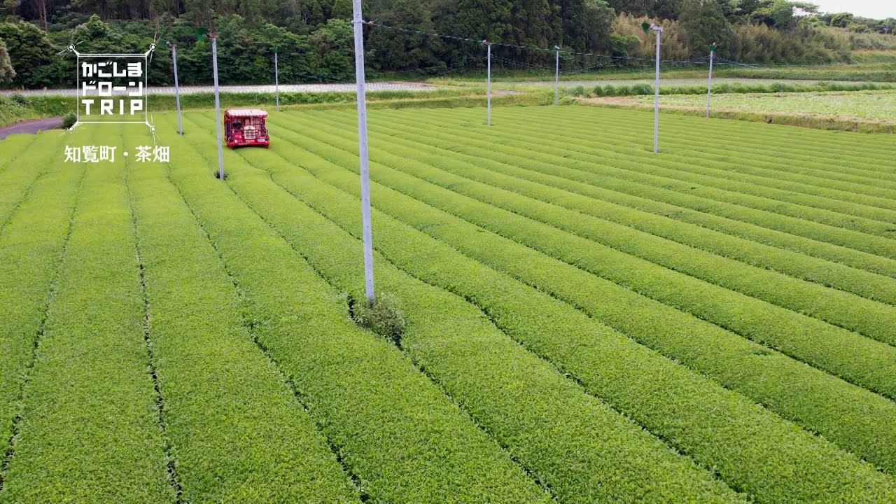 南九州市知覧町・茶畑【かごしまドローンTRIP】