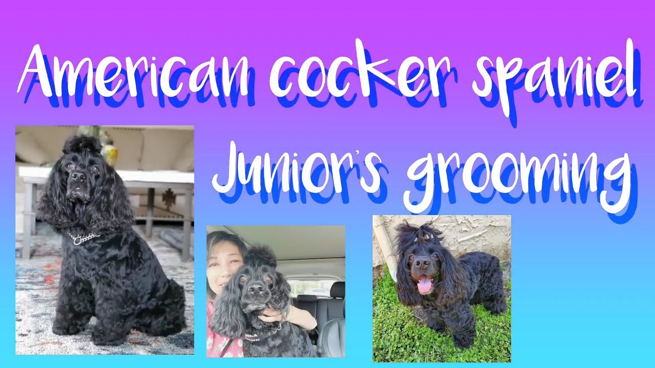 cocker spaniel 》American cocker spaniel Junior's grooming アメリカンコッカー