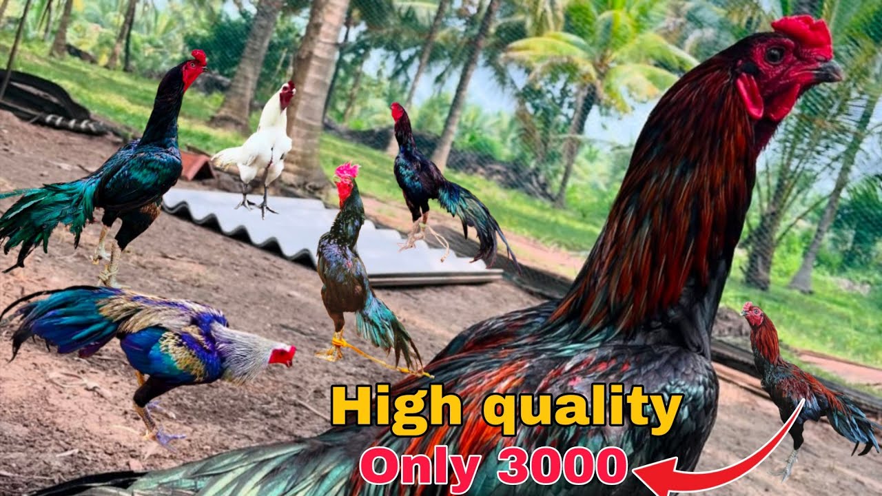 High quality Aseel Murga for sale 🤠