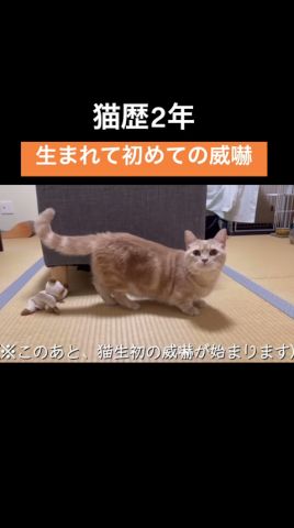 【貴重映像】生まれて初めての威嚇　　#マンチカン#威嚇 #猫との暮らし