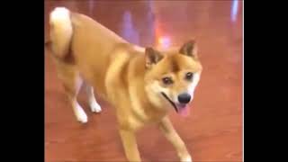 AnimaisDançando, muito Engraçados,cães e catos.