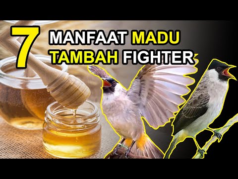 7 Manfaat MADU