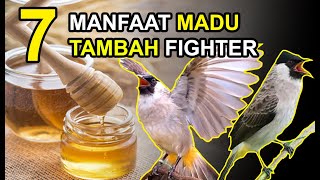 7 Manfaat MADU untuk BURUNG KUTILANG Biar Lebih FIGHTER dan GACOR TERUS!