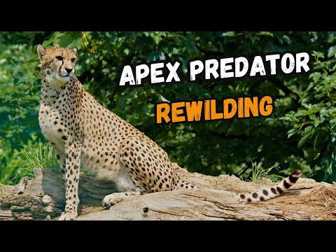 3 Apex Predator REWILDING Projects - YouTube