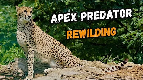 3 Apex Predator REWILDING Projects