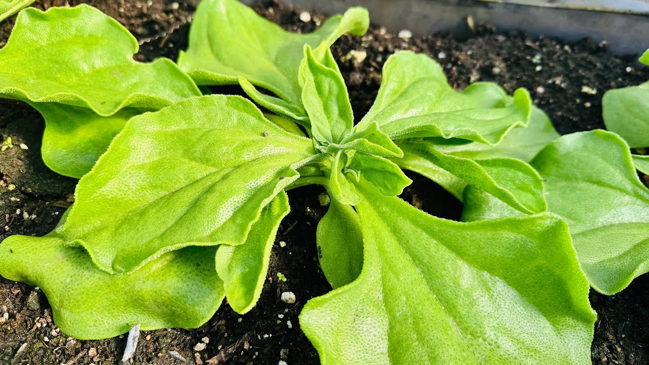 Thu Hoạch Rau Xà Lách, Rau Kim Cương Đầu Mùa, Trồng Rau Dền Đỏ  🇨🇦2032》 Vườn Rau Việt