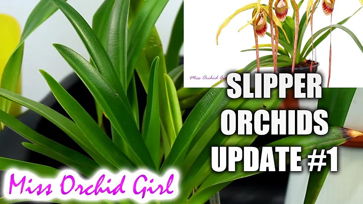 Slipper Orchids Update #1 - Phragmipediums & Multiflorals