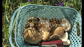 ГРИБЫ в жару: сыроежки, полубелые, моховики. За грибами 12 июля 2021.