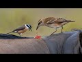 Piquebœuf Un Petit Oiseau Qui Suce Le Sang Et Mange Des Parasites Le Nettoyeur De La Savane Piquebœuf Un Petit Oiseau Qui Suce Le Sang Et Mange Des Parasites Le Nettoyeur De La Savane