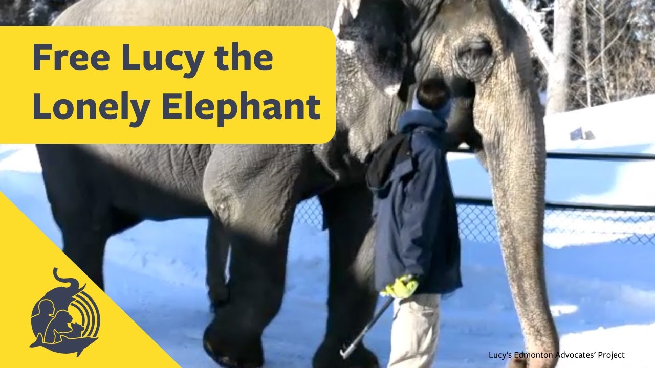 Give Lonely Lucy the Elephant a Chance for Freedom