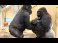 父との遊びで抑え込まれた息子を心配して止めに来る母ゴリラ⭐️Gorilla【京都市動物園】Genki worries about Gentaro playing with Momotaro.