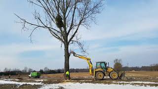 Wycinka Dużej Topoli Pod Wiatr