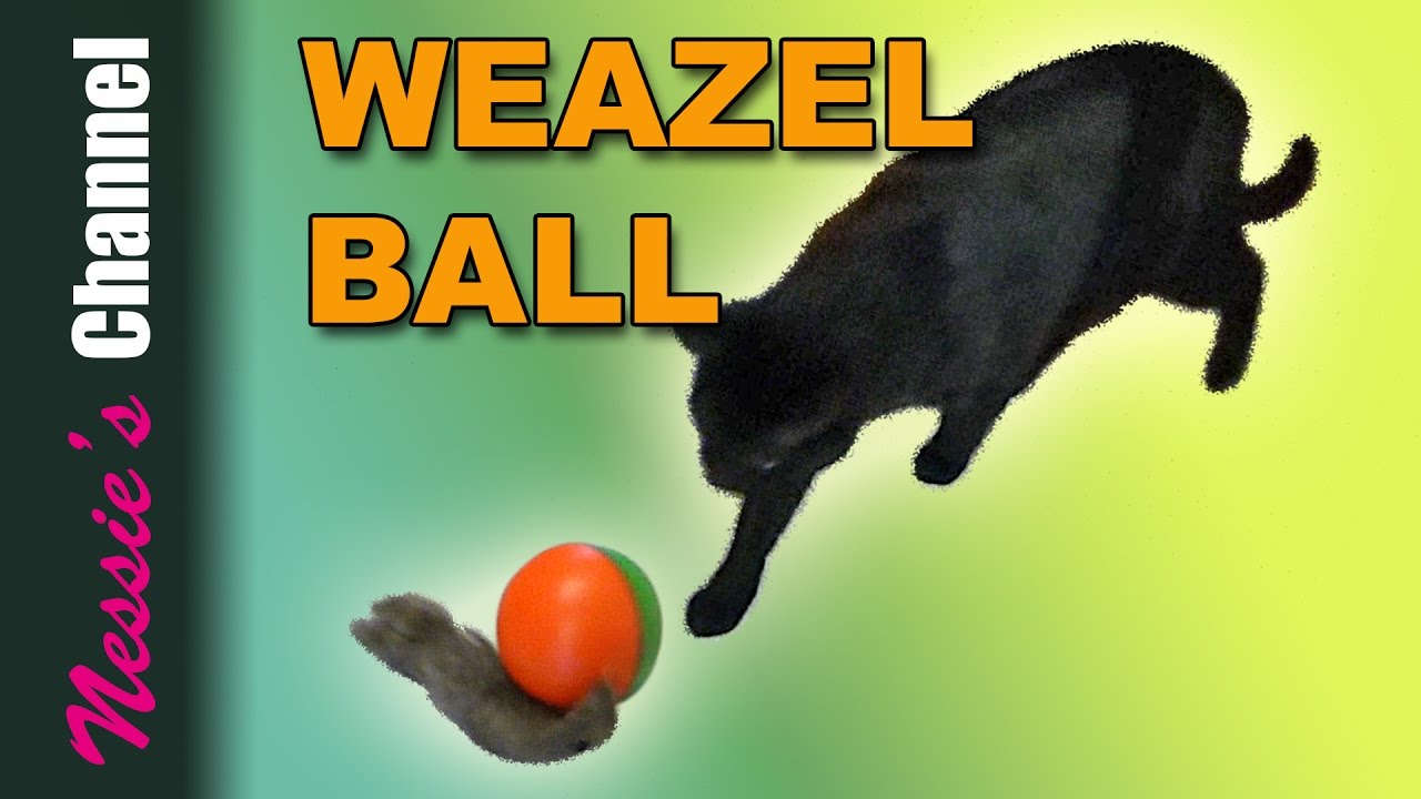 “WEAZEL BALL” YouTube