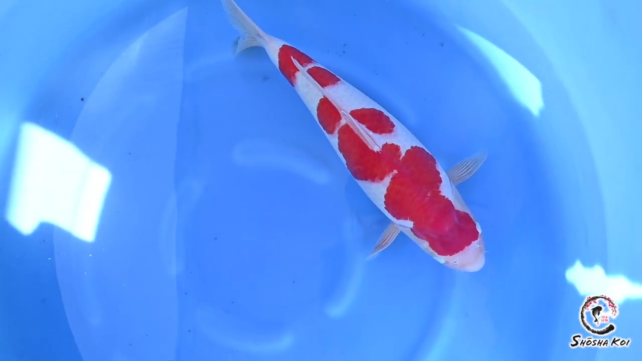 Azukari Update Kohaku by Maruyama   SK 165