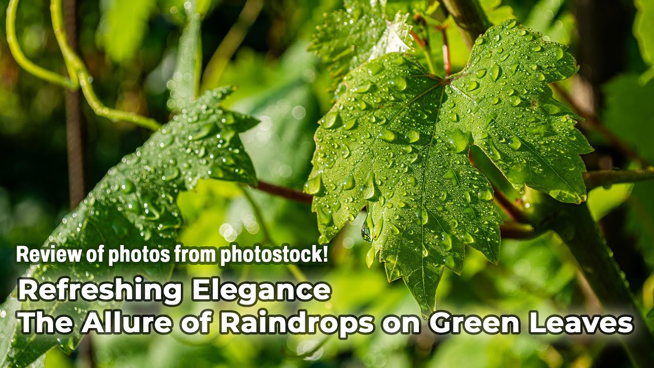 Refreshing Elegance - The Allure of Raindrops on Green Leaves. Photo presentation from photostock.