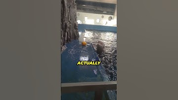 Why Beluga Whales Are Genius!😲