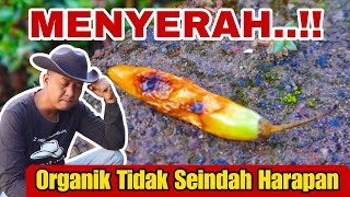 ALMOST GIVE UP PHASE...