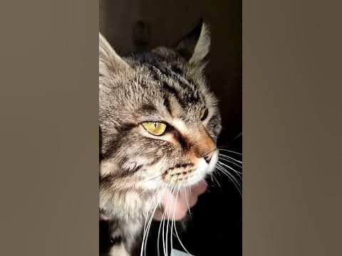 Mystery cat Yoshka - YouTube