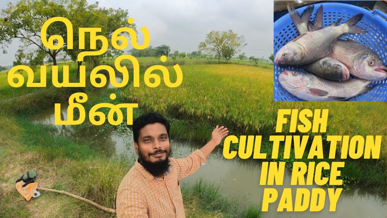 நெல் வயலில் மீன் Fish cultivation in Rice paddy