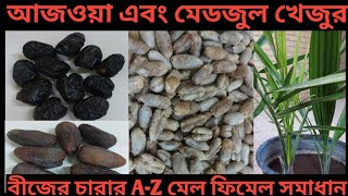 How to get female date palm trees from ajwa and medjool seed.