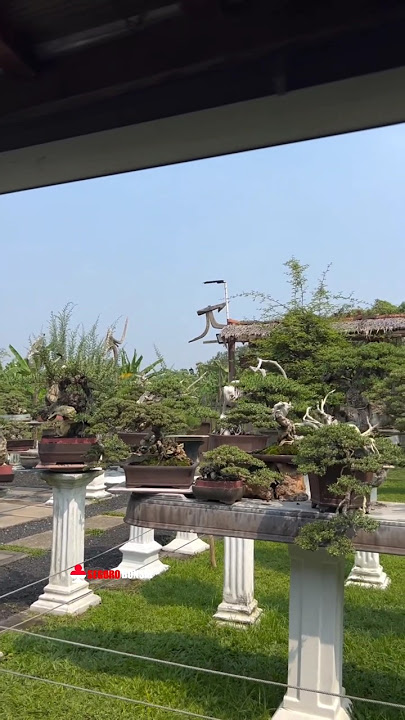 🔴Tempatnya bonsai santigi SUPER SUPER || Mr. Rudi Julianto Bokop Art #bonsaisantigi