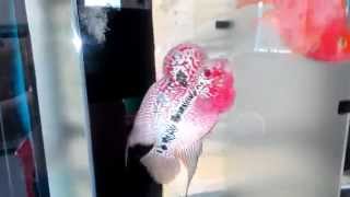 VID 20150424 121322