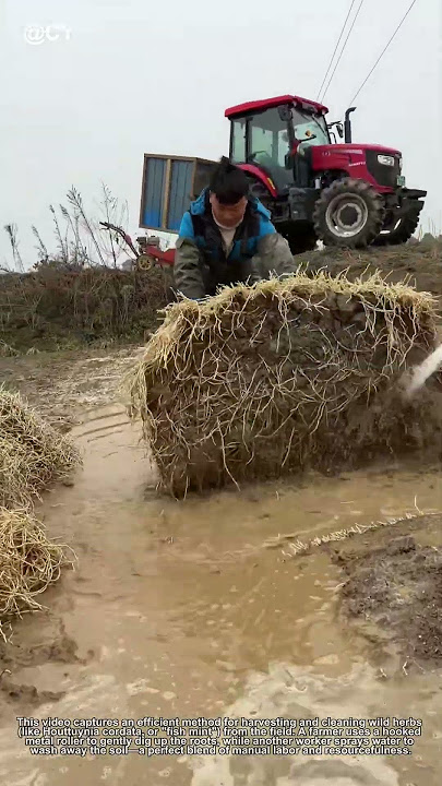 'Brilliant Farming Hack! Digging & Washing Herbs Fast with Simple Tools – Traditional Wisdom'