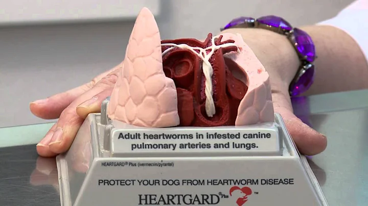 Dr. Damron explains what Heartworm is and how to p...