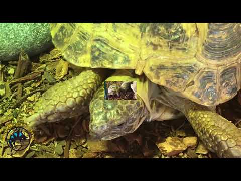 Video Our Tortoise Types! - youtube