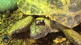 Our Tortoise Types! - YouTube