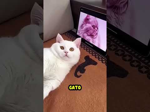 Esse gatinho tinha um GRANDE sonho! 🐈🥰