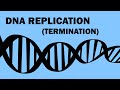 DNA Replication Termination and Telomeres Quiz