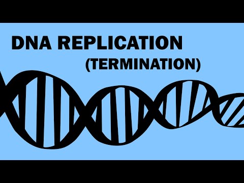 Video: Waarom beëindig 'n Dideoksiribonukleotied 'n groeiende DNA-string?