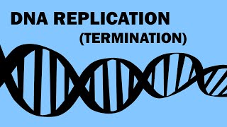Dna Replication 33 - Termination