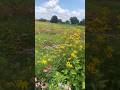 This Wildflower patch is bringing back wildlife! #prairiestrip