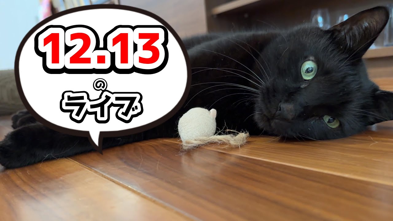 ネコ好き 猫の質問答えます！】猫好き集合ライブ！ - YouTube