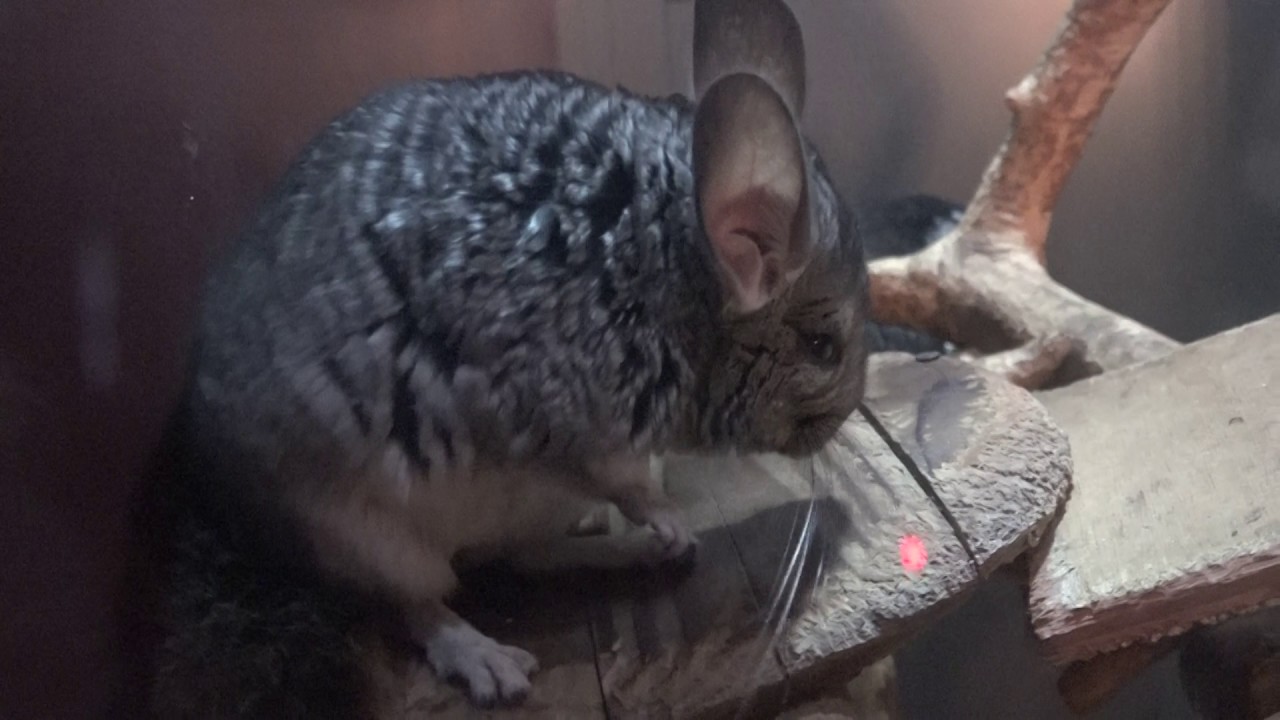 maxresdefault.jpg?sqp=-