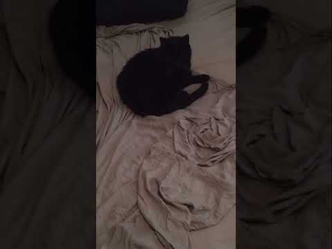 Sleepy 17 Year Old elderly cat surprised to see me after a few weeks away #shorts