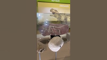 Dinosaur Fossils 🦖 & Turtle Fossils 🐢 | Prehistoric Life Revealed