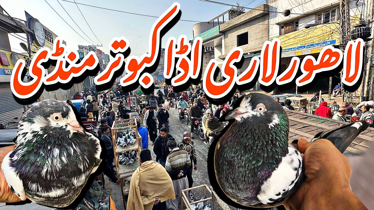 لاھور لاری اڈا کبوتر منڈی - Lahore Lari Adda Kabootar Mandi Latest Update