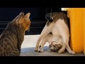 Try Not To Laugh Challenge 😂 Funniest Animals Ever | 99% Will Fail 🐶🐱🔥