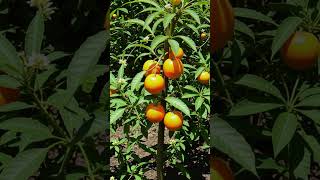 Orange Tree Growing Time Lapse 🍊 | 60 Days in Seconds